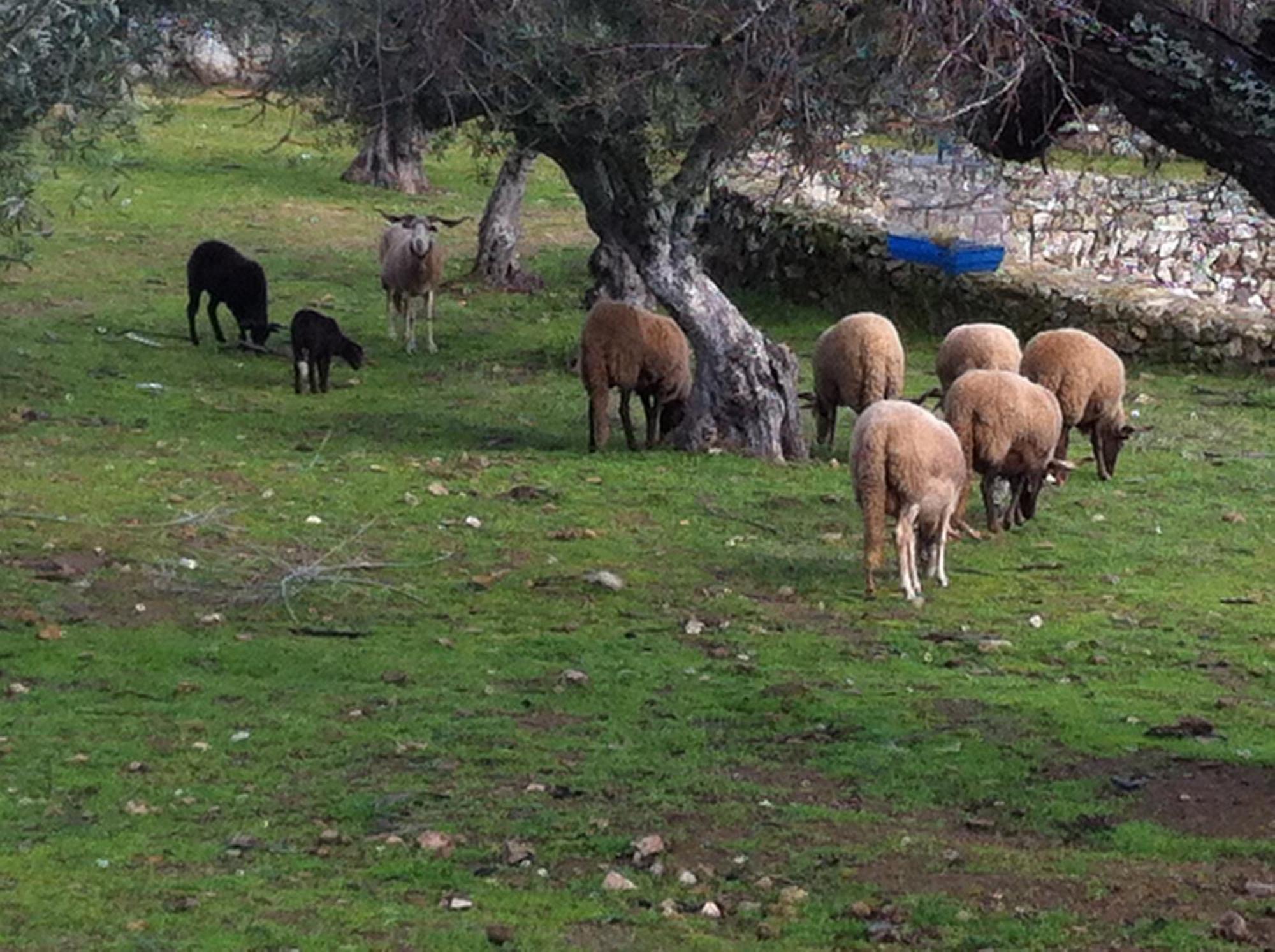 Farm stay Quinta Das Pias *