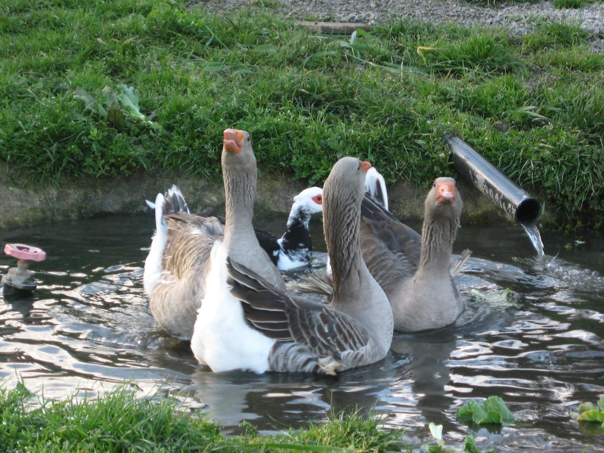 Quinta Das Pias