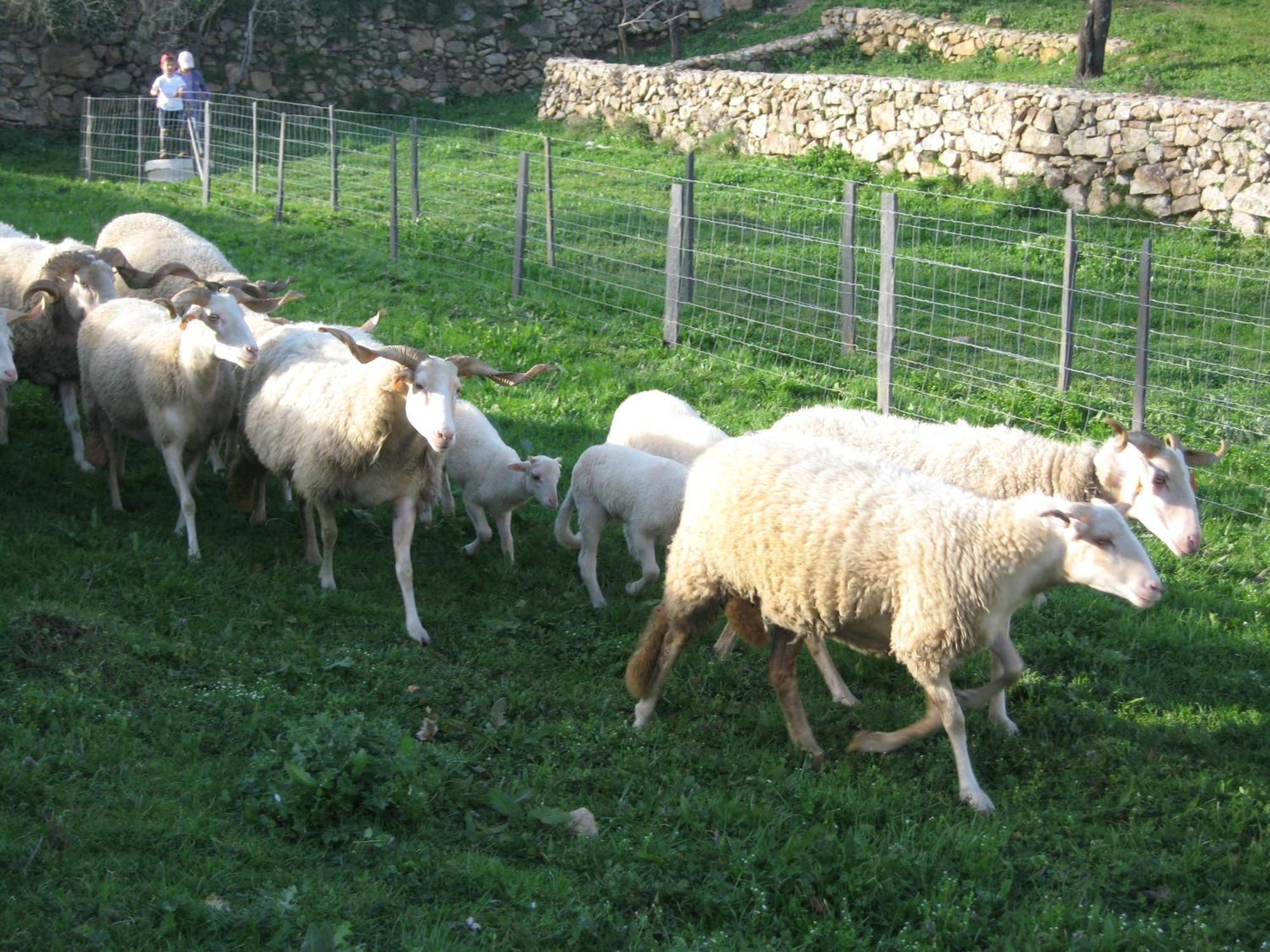 Quinta Das Pias * Pinhel