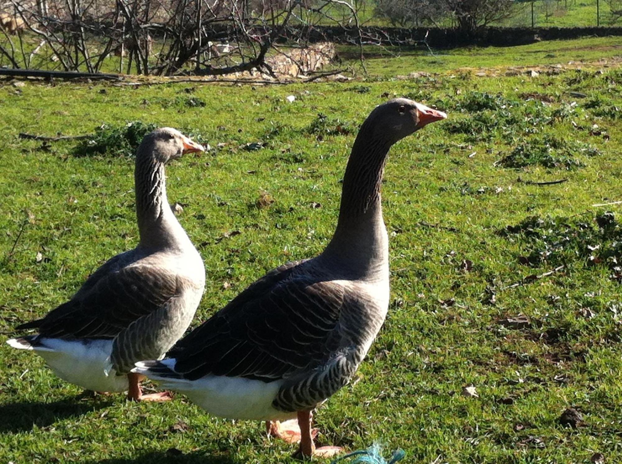 Quinta Das Pias Farm stay *