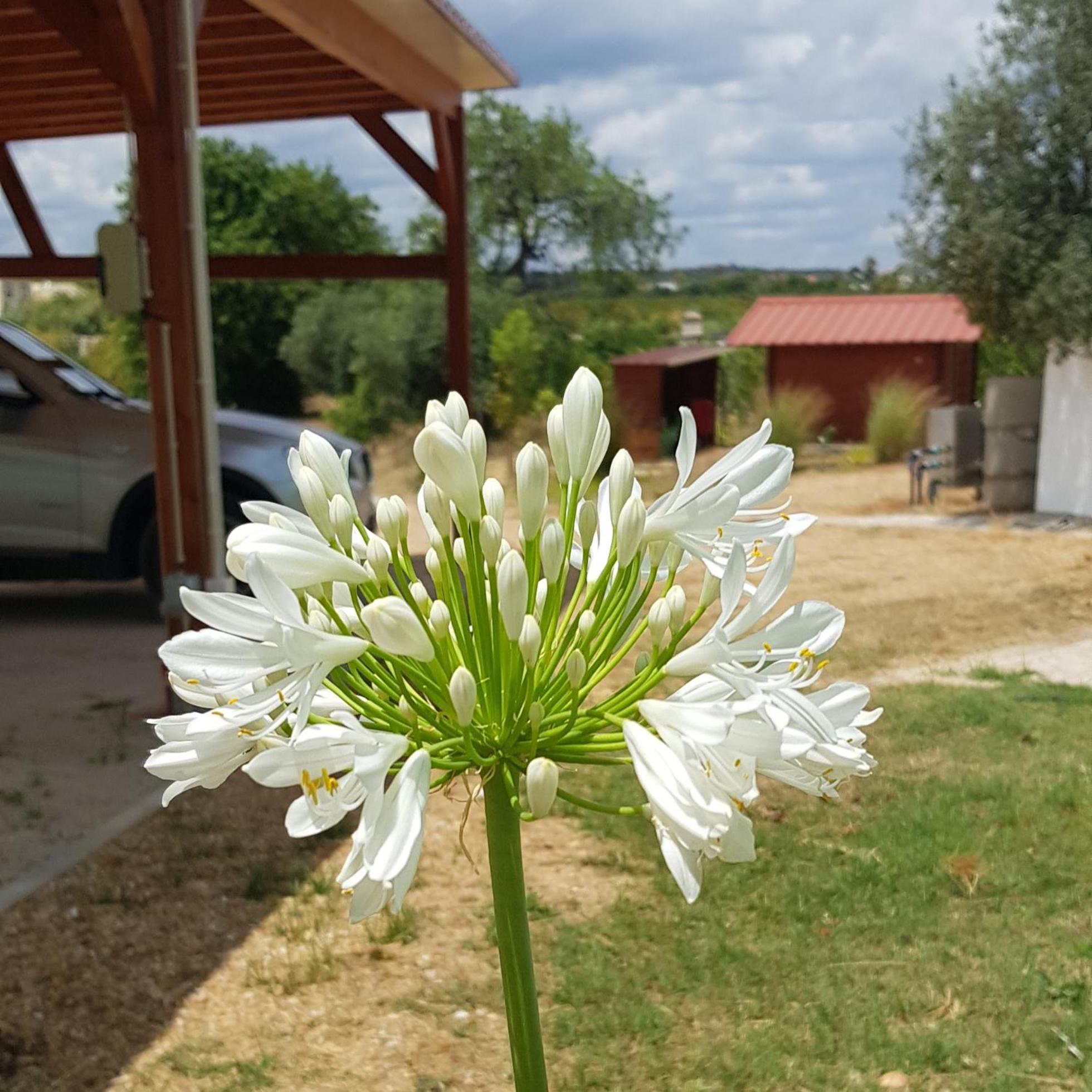 Quinta Da Bornacha - Casa B E Casa C Apartment Vila Nova de Cacela