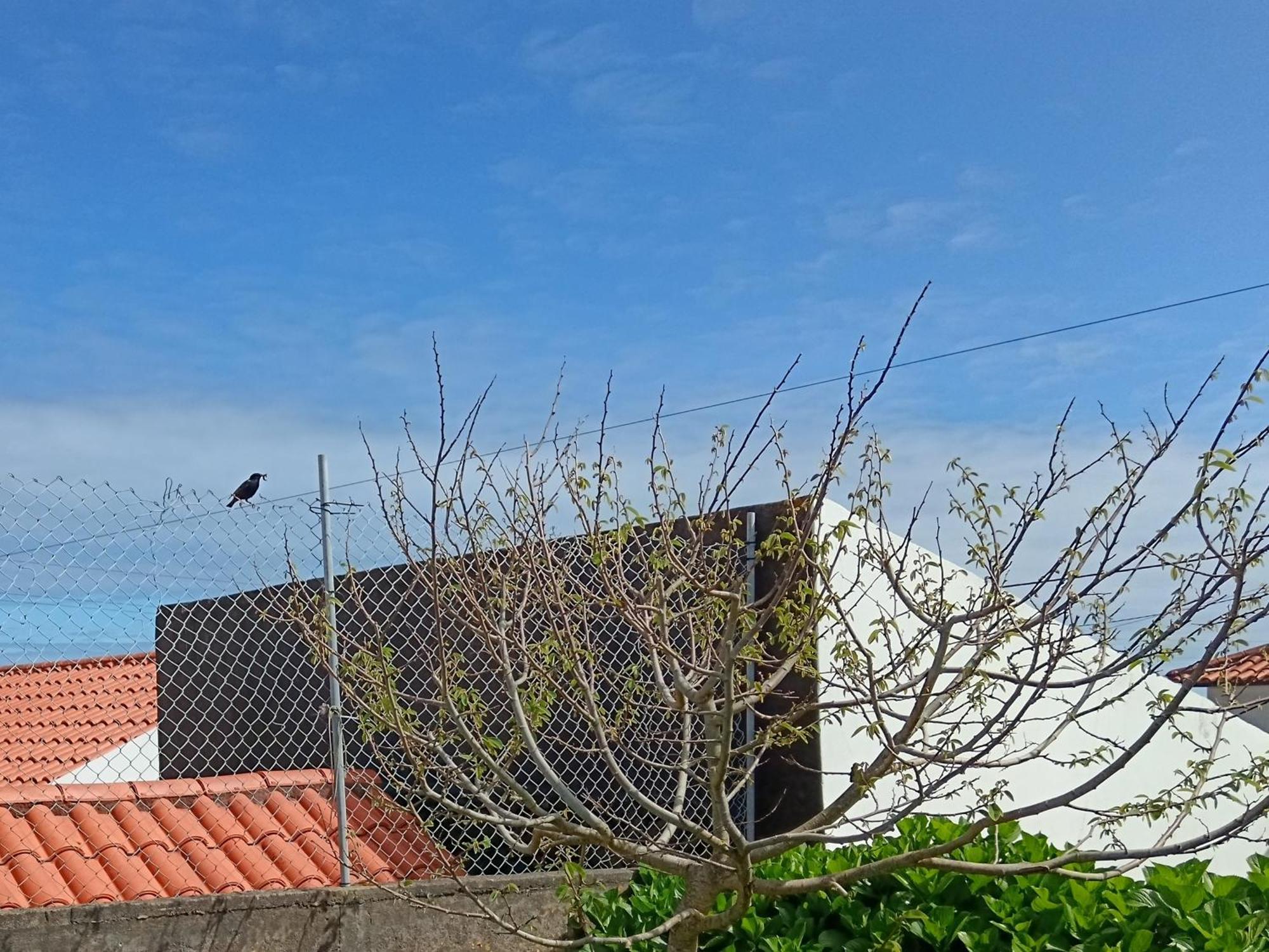 Clover's House - Al Algarvia