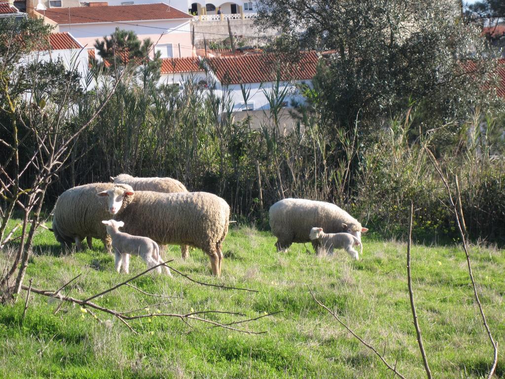 Bed and breakfast Porto Monte Maceira (Lisbon)