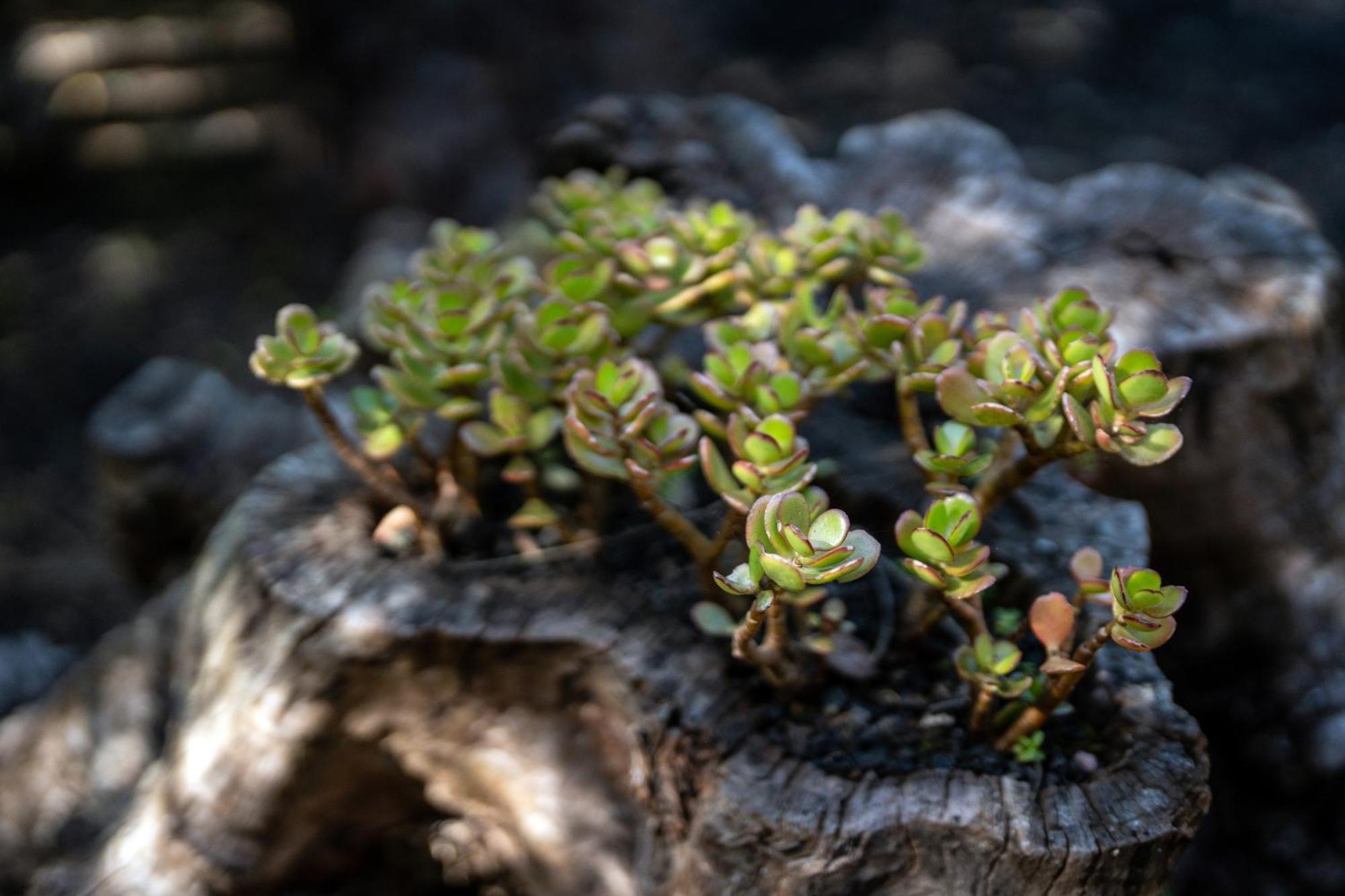 Alma Do Pico - Nature 2*