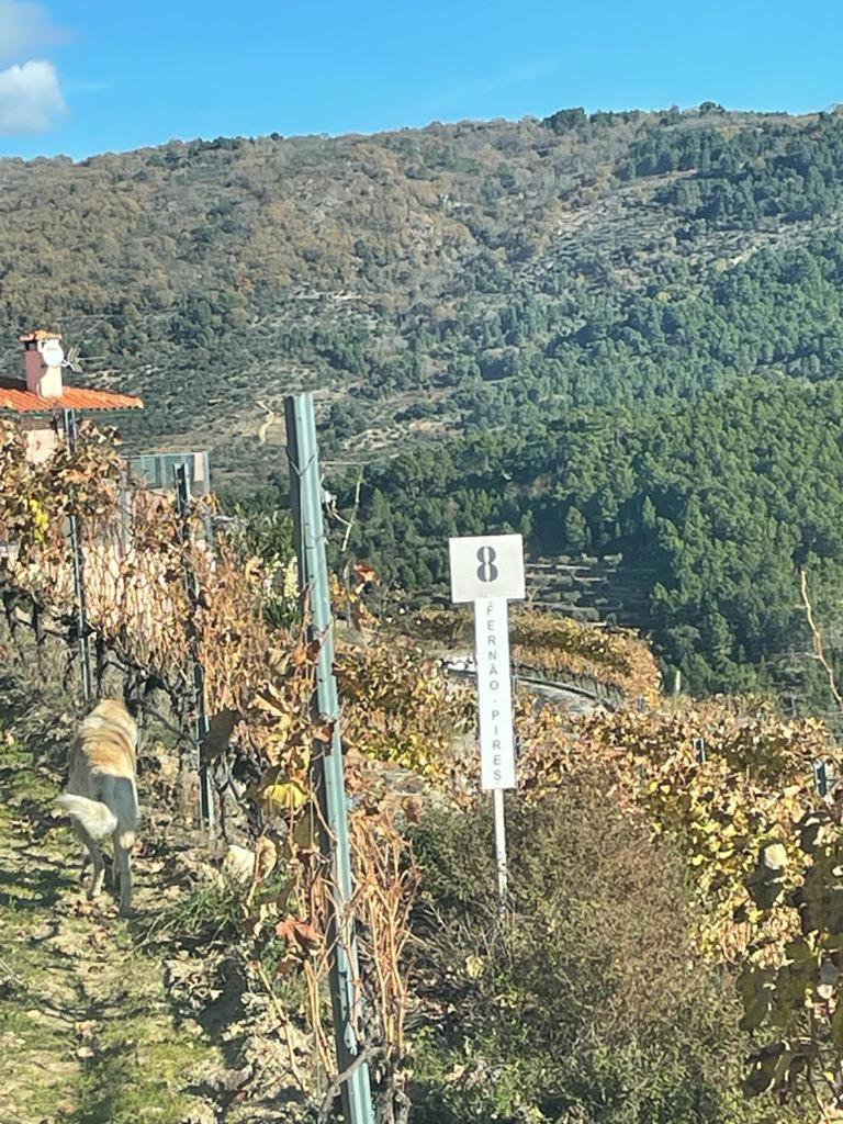Apartment Quinta Da Penada - Vineyard & Winery - 3 Chaves