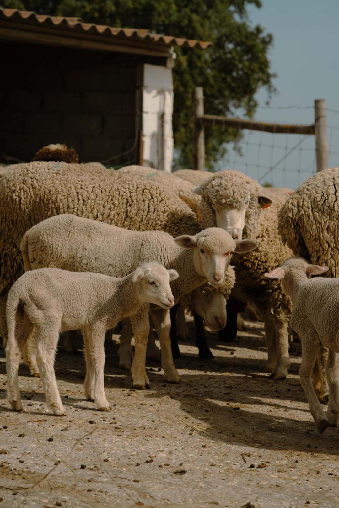 Herdade Vale De Cabras * Portel