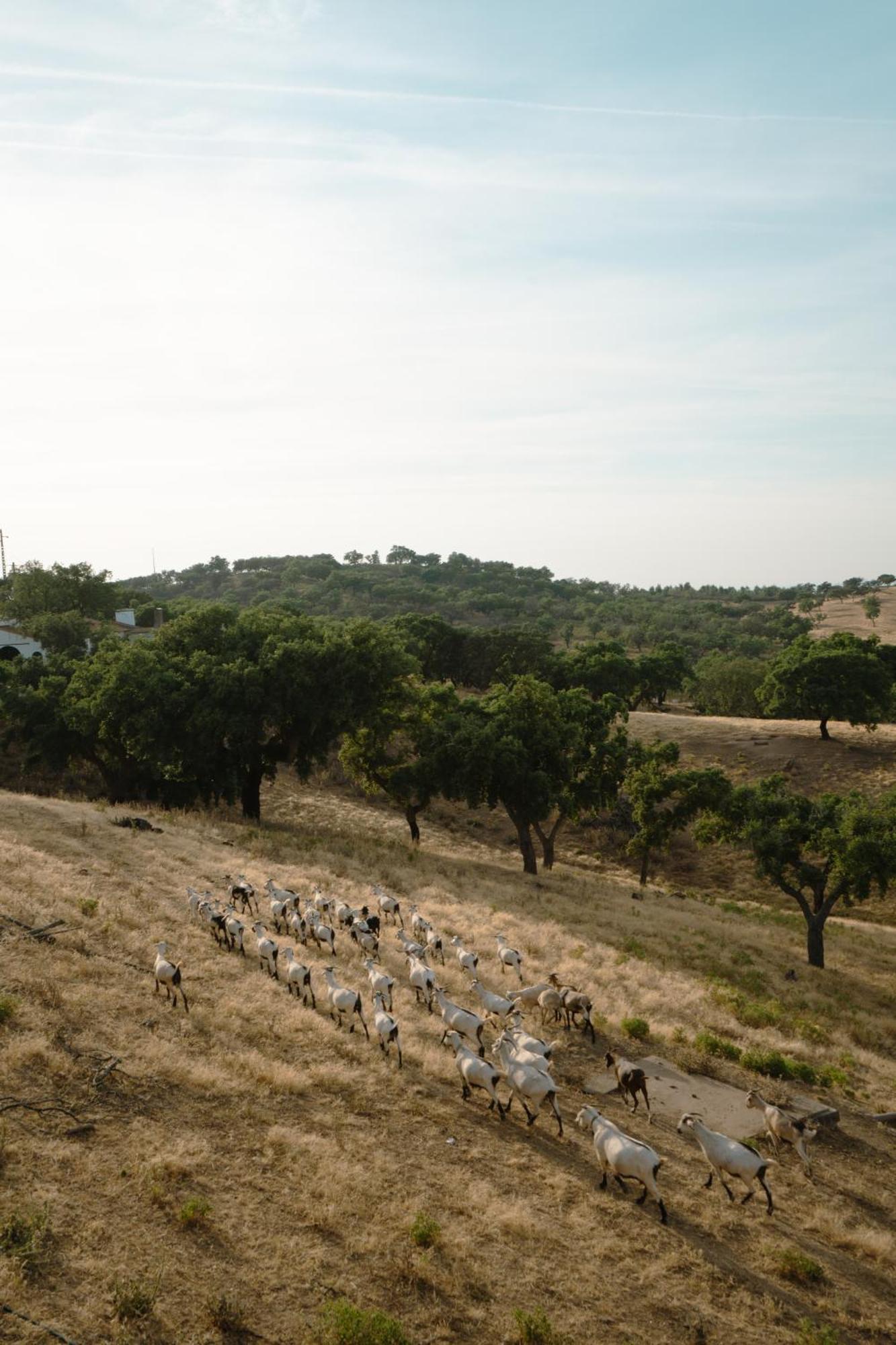 Herdade Vale De Cabras *
