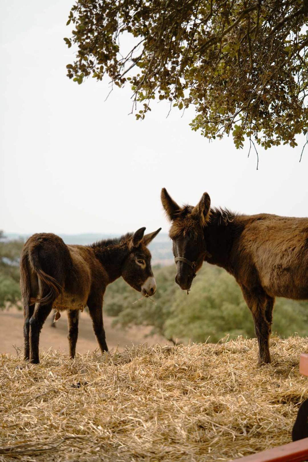 Herdade Vale De Cabras Portel