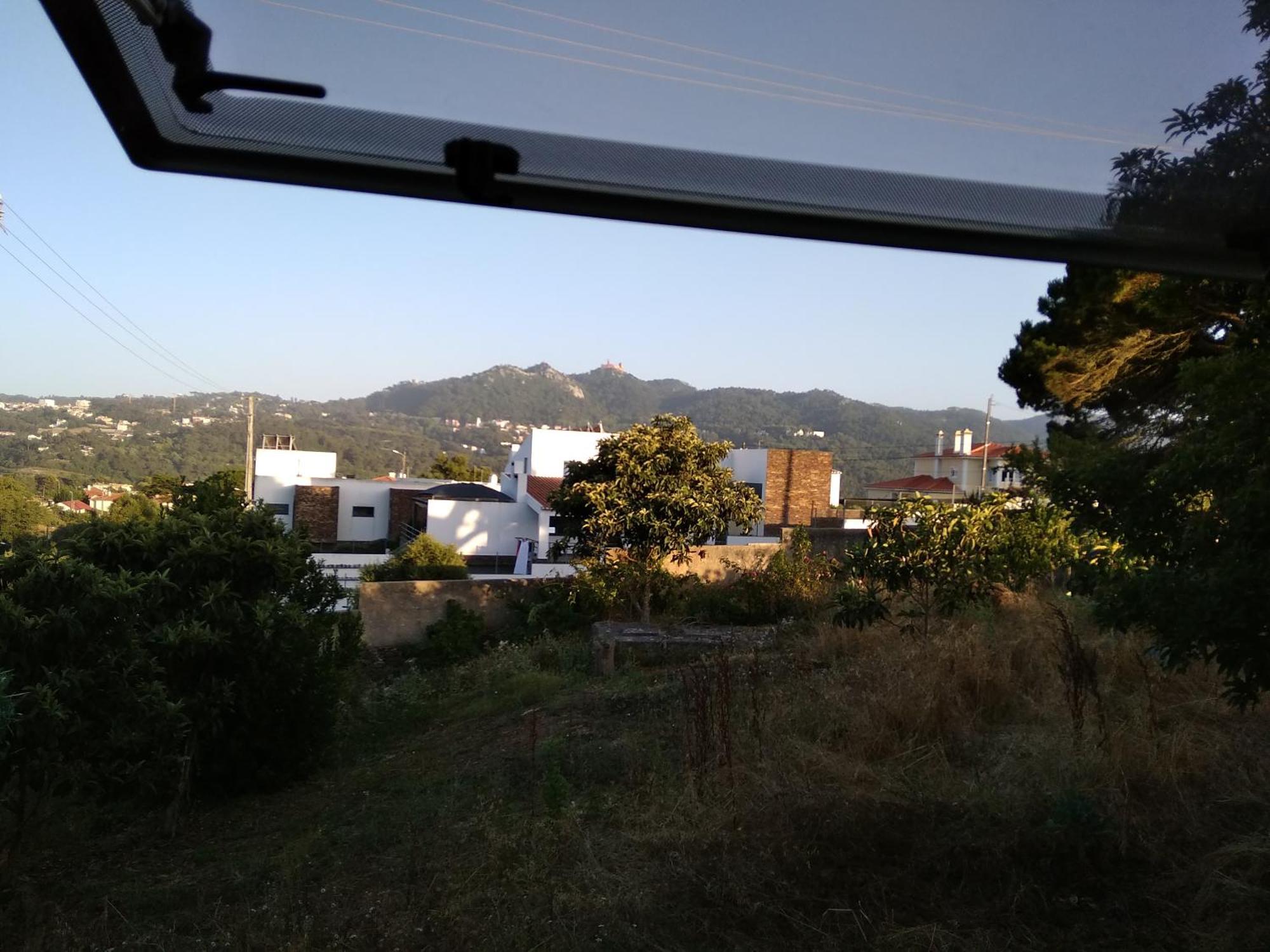 Galo Preto - *