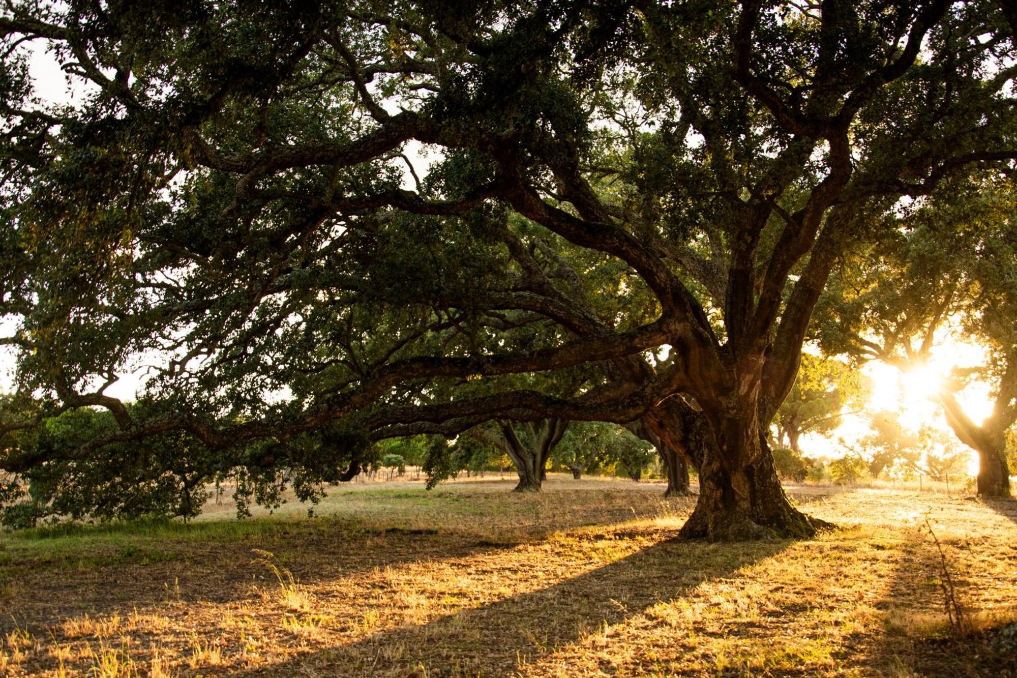 Agroturismo Herdade Barradas Da Serra *