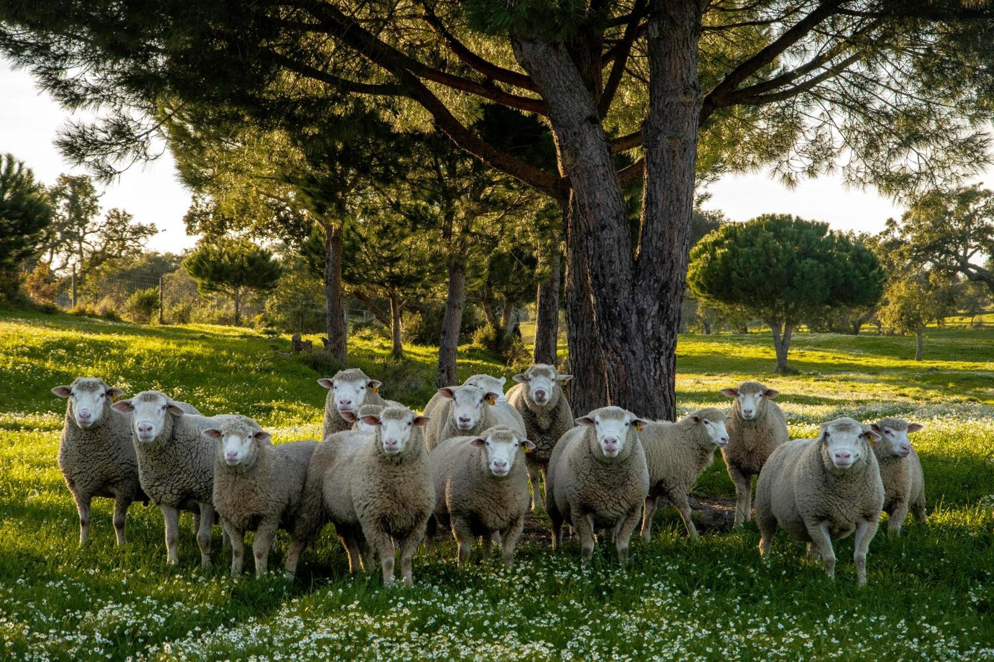 Herdade Barradas Da Serra Grândola