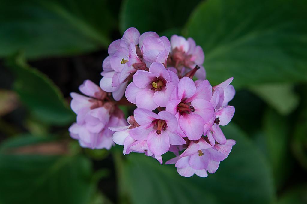 Belgica Horta (Azores)