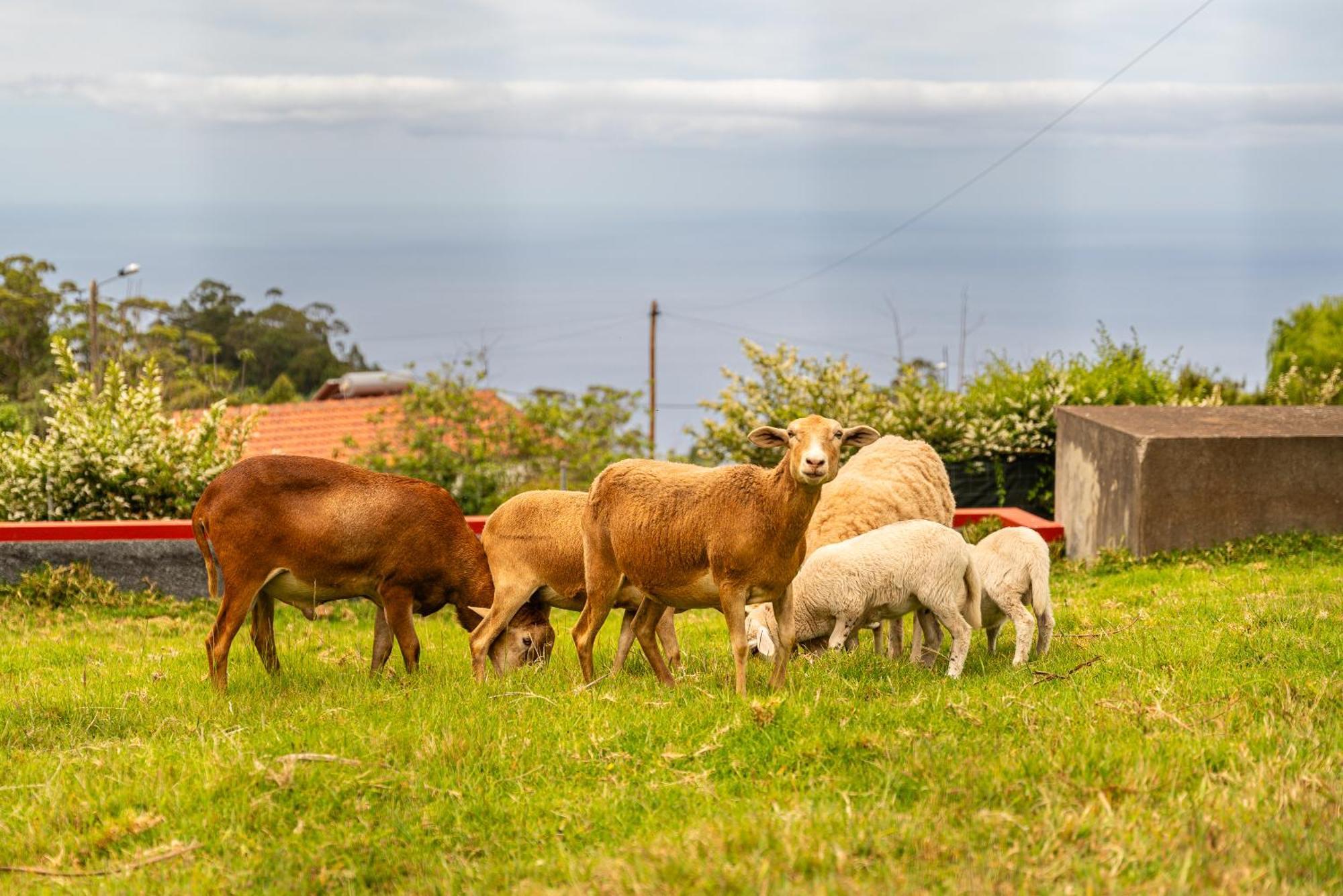 Holiday home Florencas House - Private Jacuzzi & Garden Calheta (Madeira)