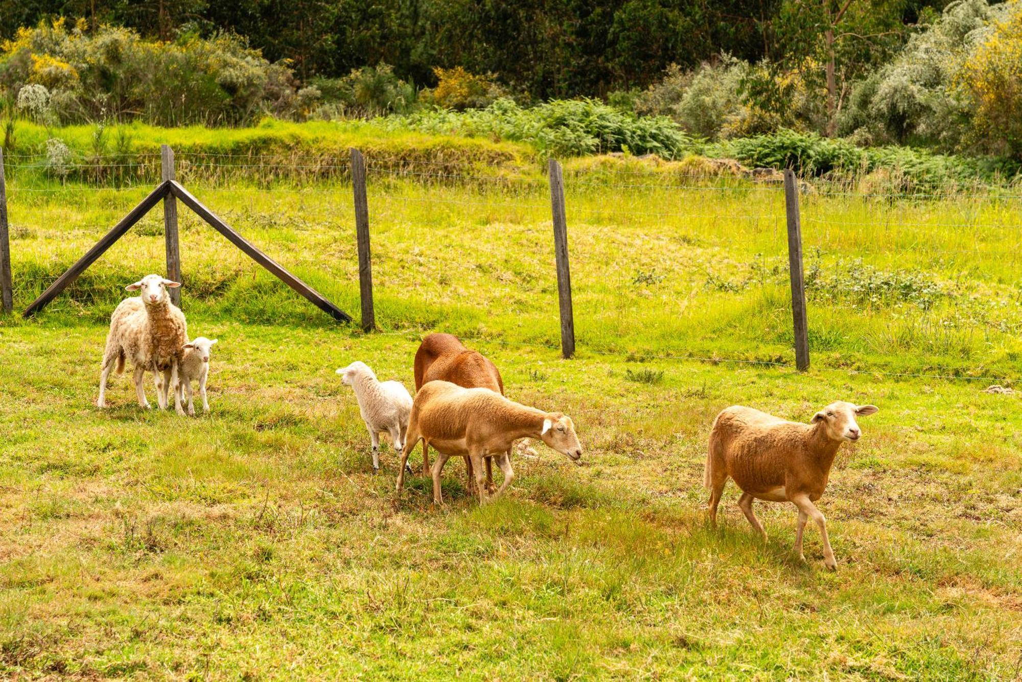 Florencas House - Private Jacuzzi & Garden * Calheta (Madeira)