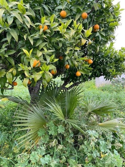 Quinta Do Coelhoazul *