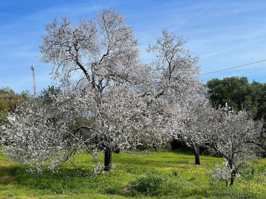 Quinta Do Coelhoazul Quelfes