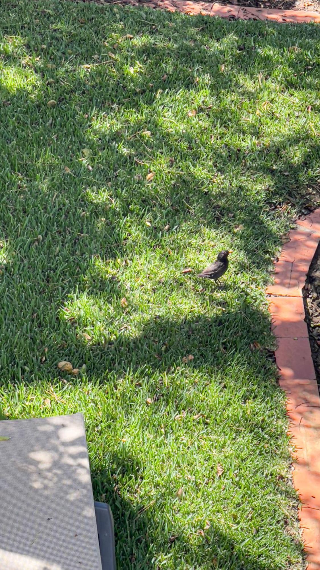 Pino Campo de férias Vilamoura