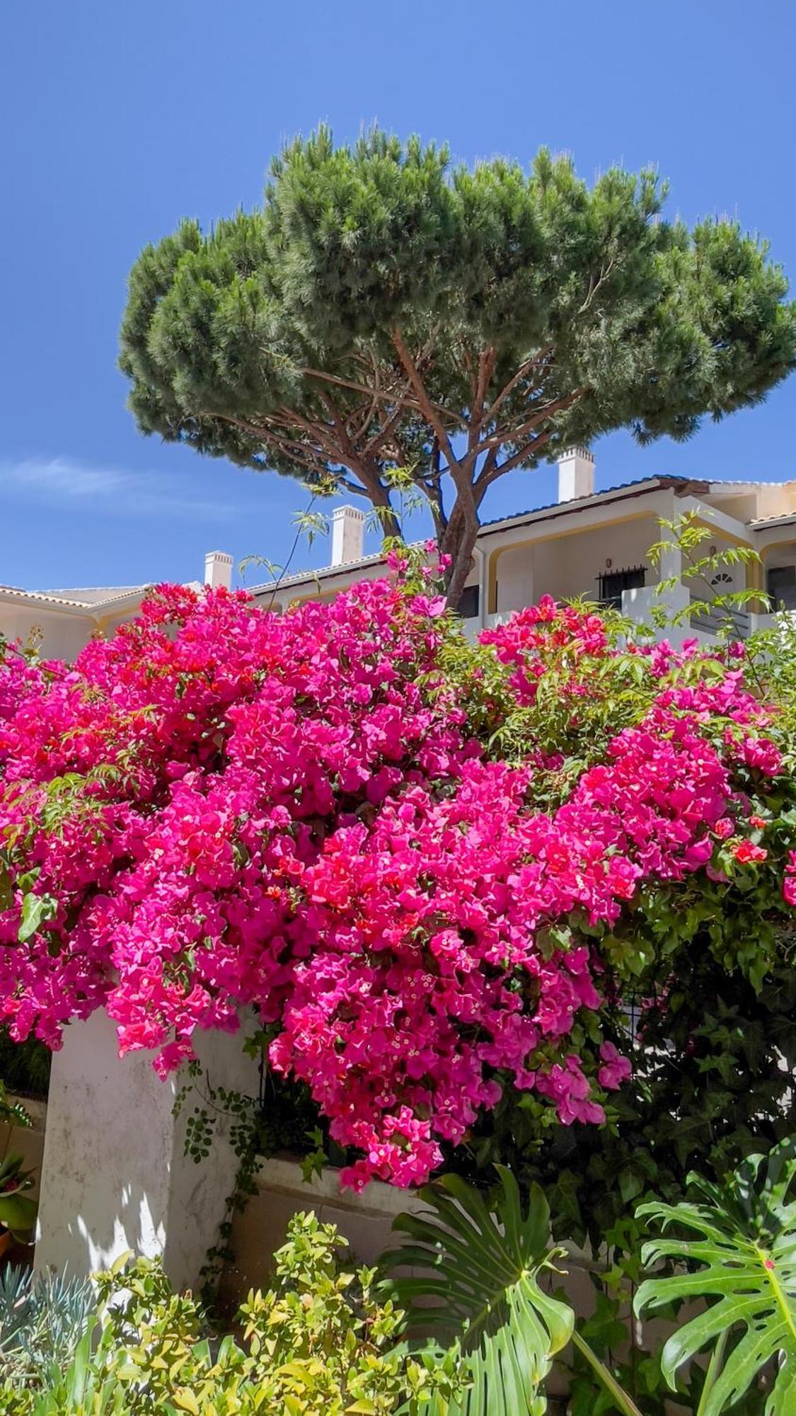 Pino Vilamoura