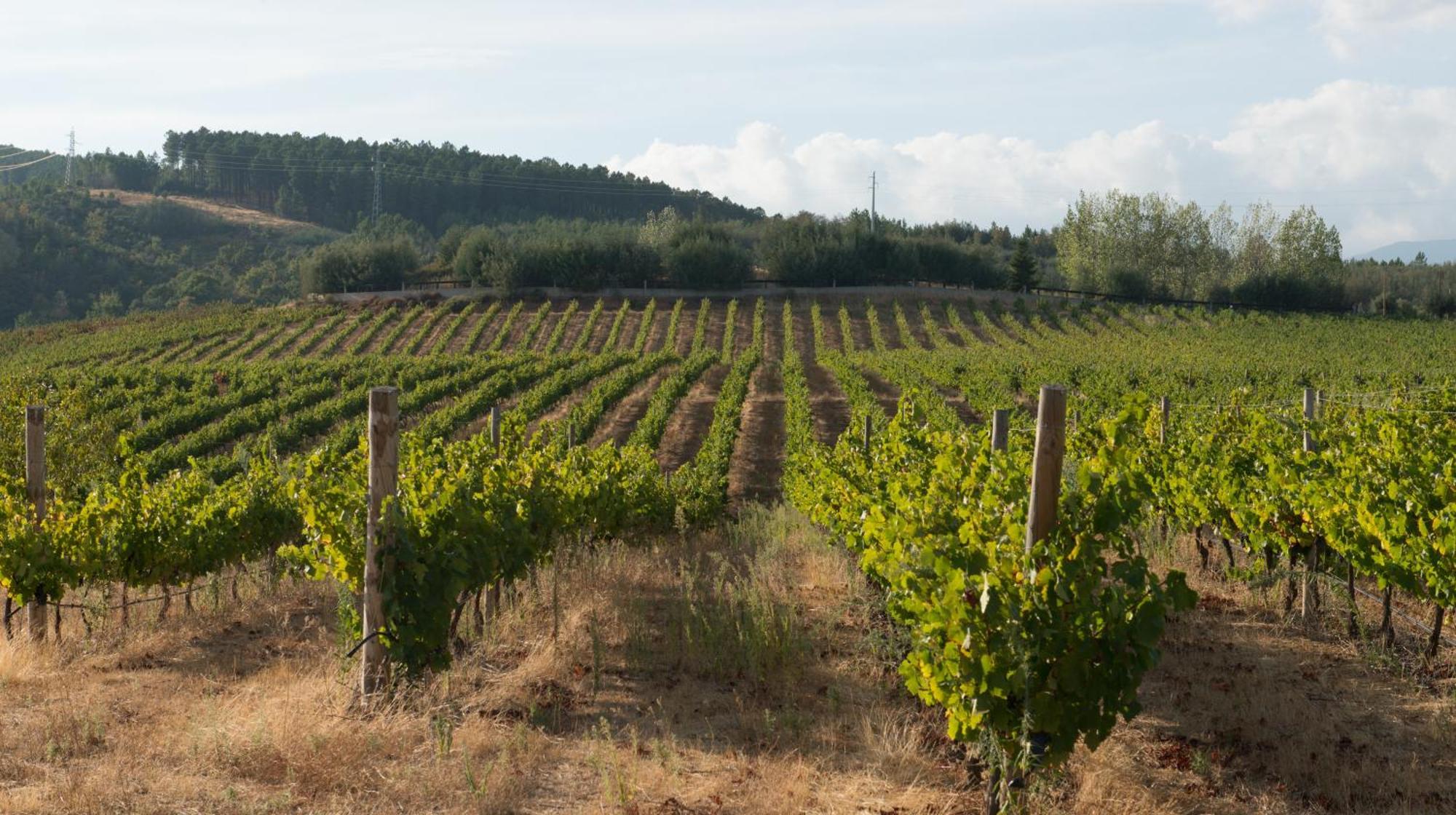 Tranca Da Barriga - Casa Do Vinho By Quinta De Sao Tiago Farm stay Covilha