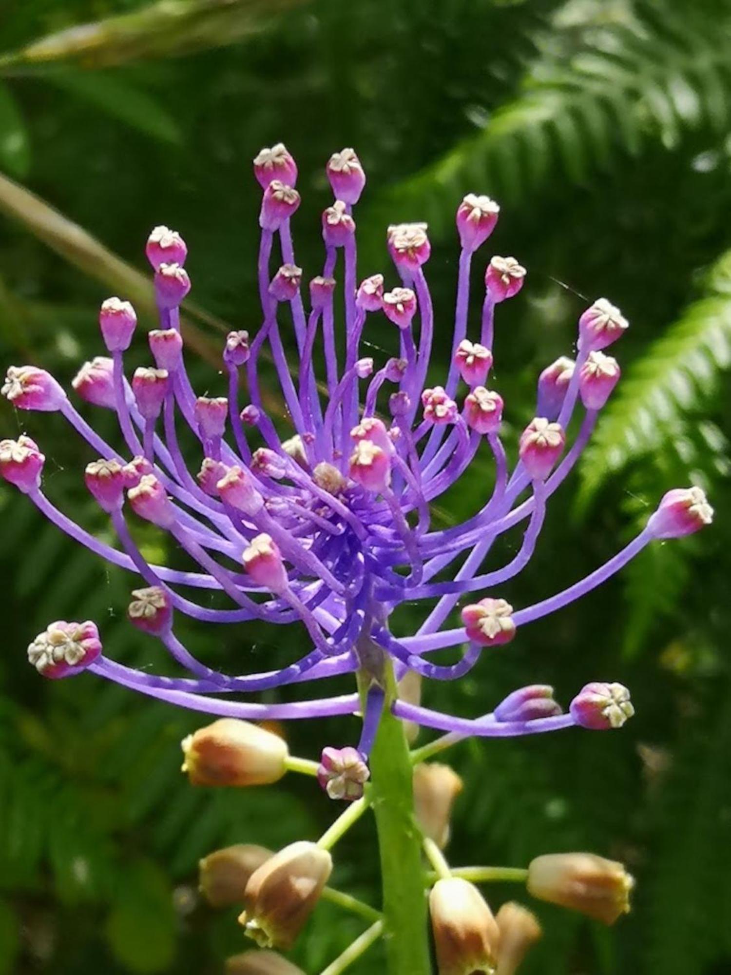 Aroma Tilias