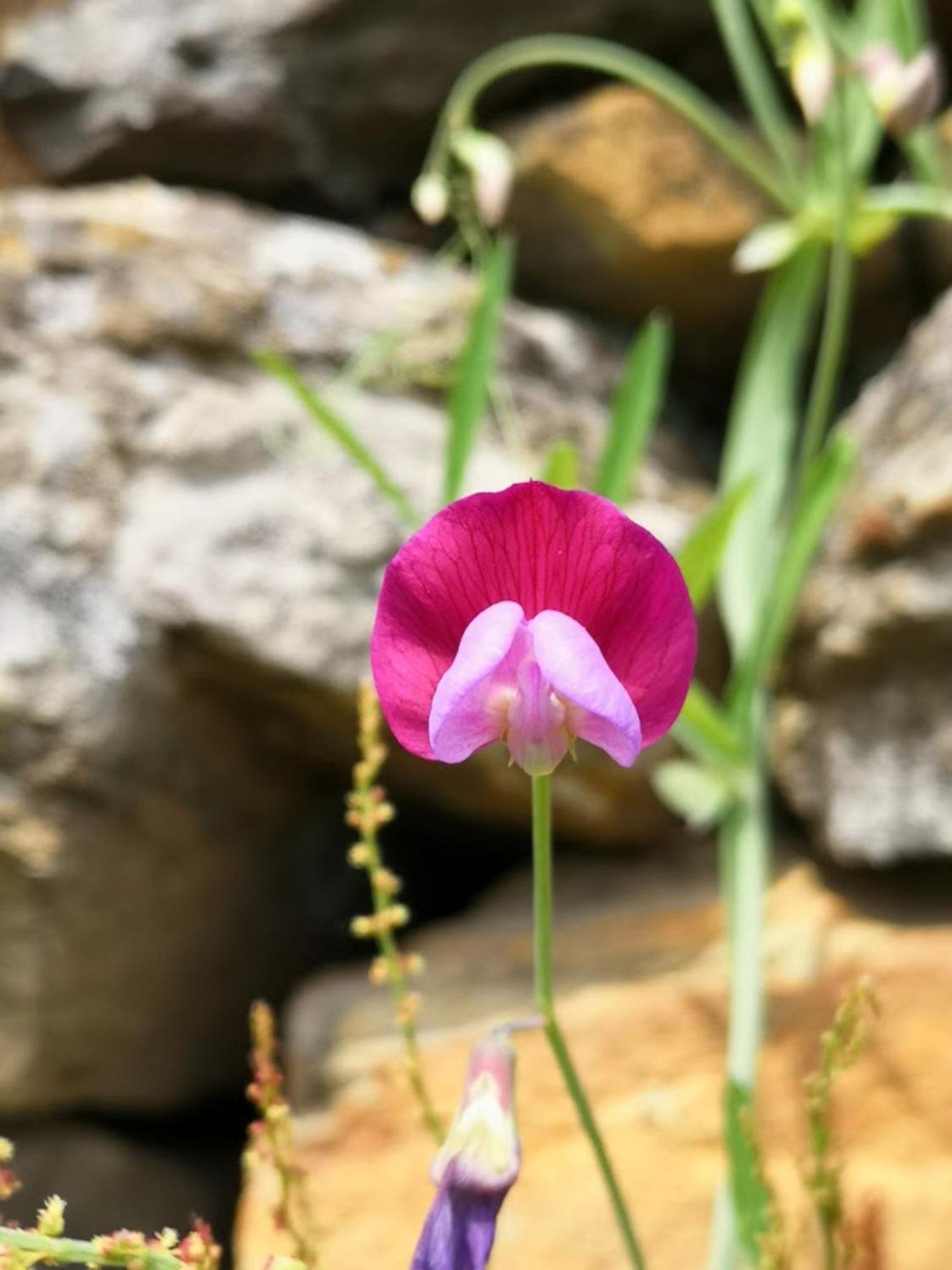 Aroma Tilias *