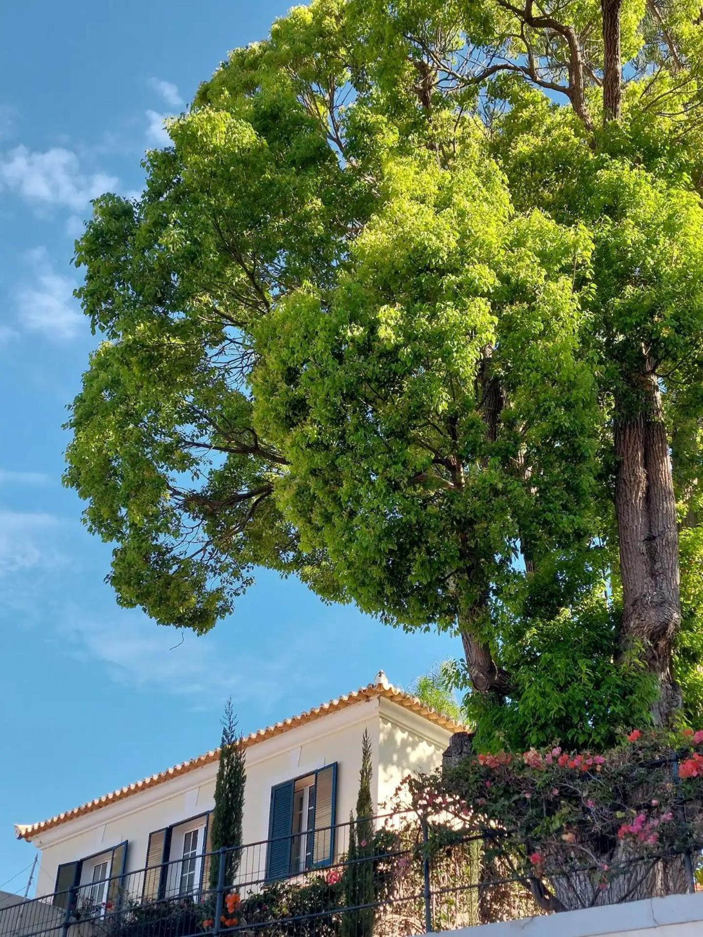 Carvalhal Funchal (Madeira)