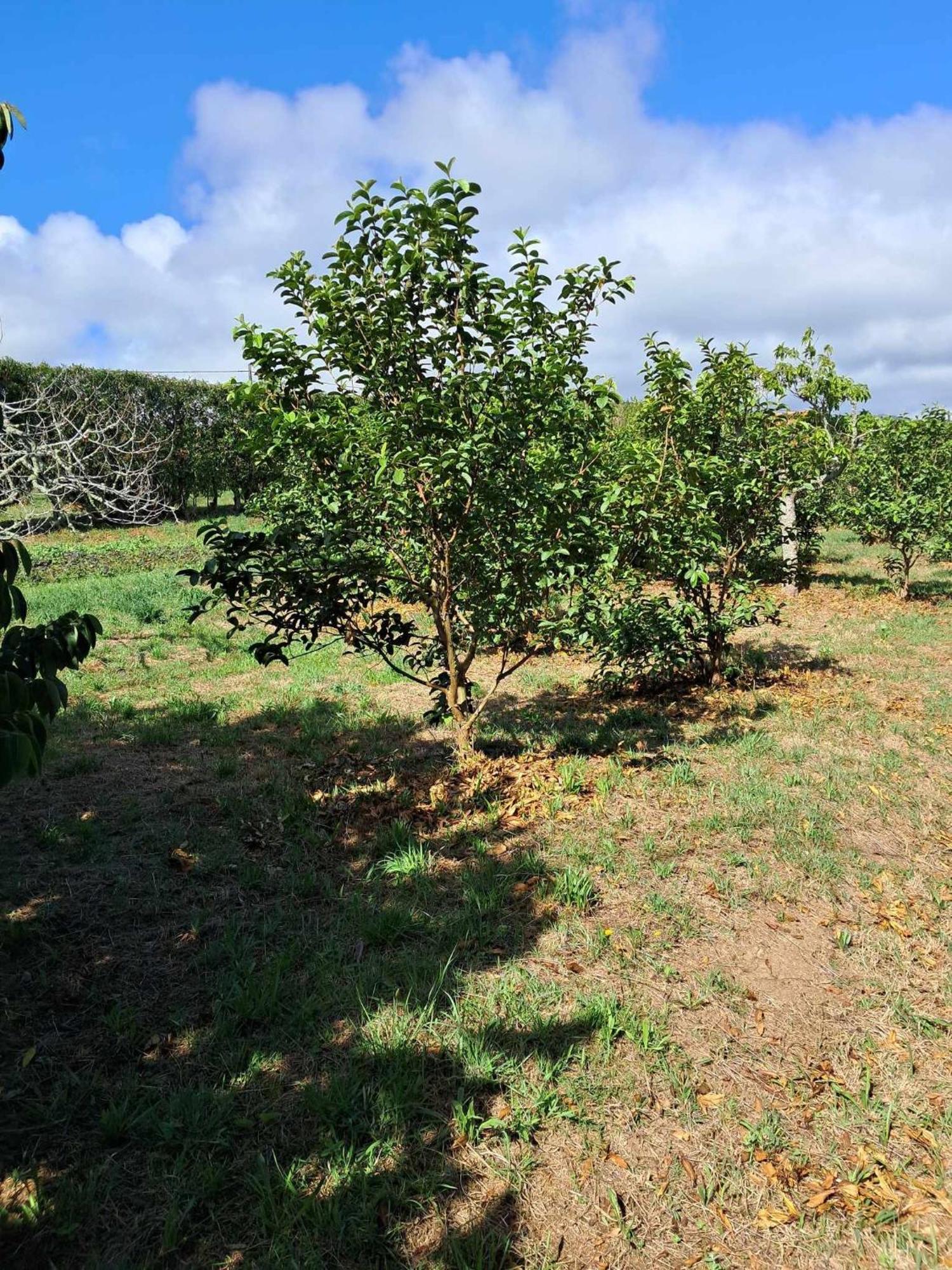 Quinta Do Norte Homestay