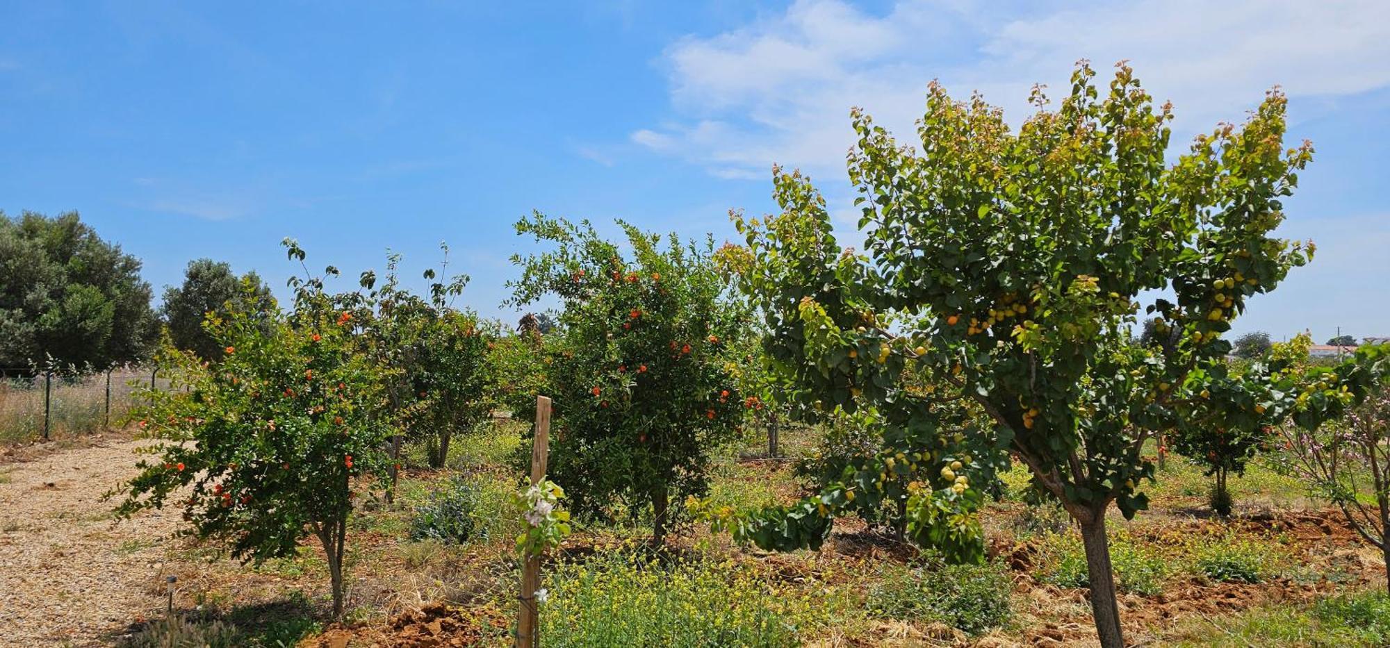 Quinta Da Bornacha - Casa B E Casa C * Vila Nova de Cacela