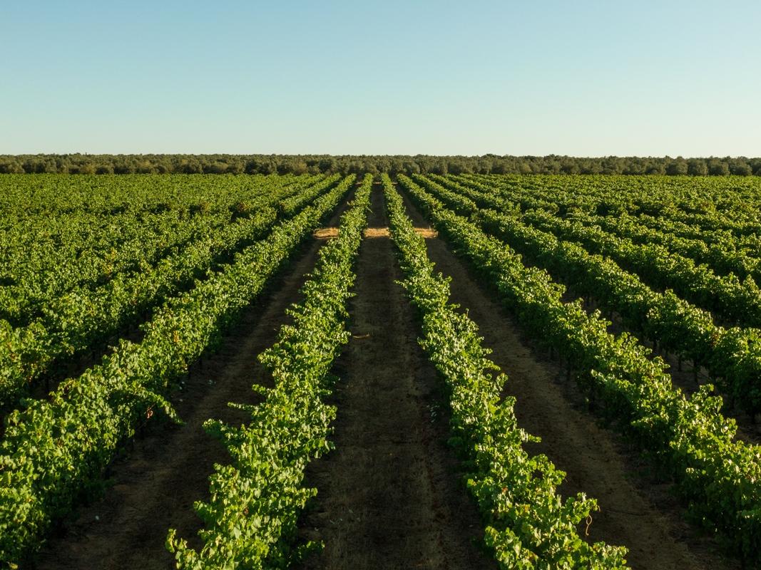 Gale Alentejo Vineyard - Clube De Campo Hotel