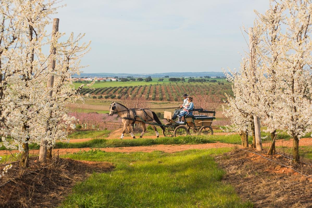 Gale Alentejo Vineyard - Clube De Campo