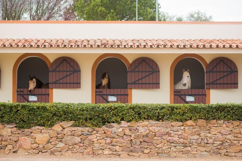 Gale Alentejo Vineyard - Clube De Campo Albernoa