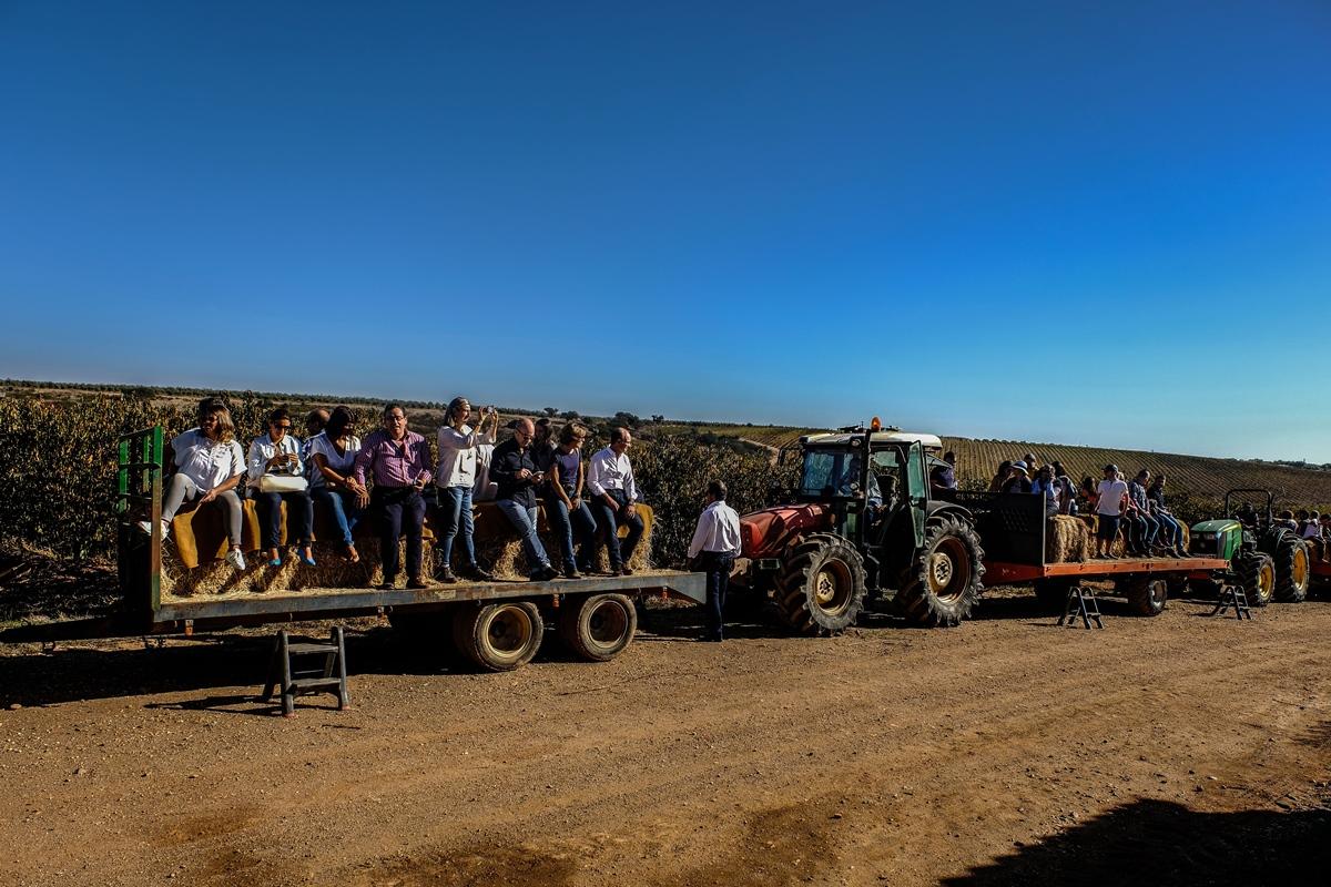 Gale Alentejo Vineyard - Clube De Campo Hotel Albernoa