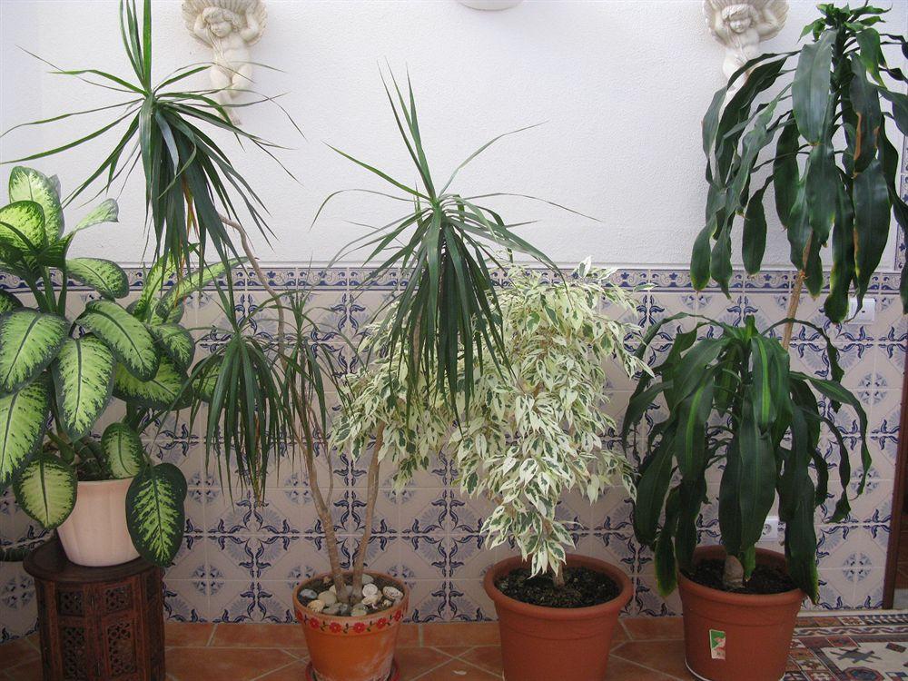 Guest house Aurora Sol Praia Da Luz