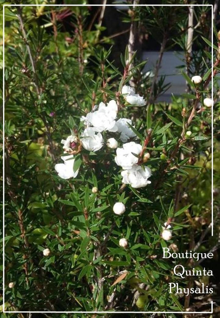 Homestay Boutique Quinta Physalis