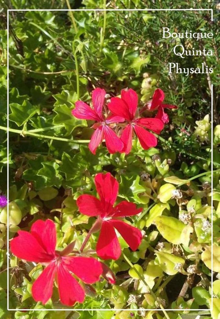 Homestay Boutique Quinta Physalis Fenais da Luz