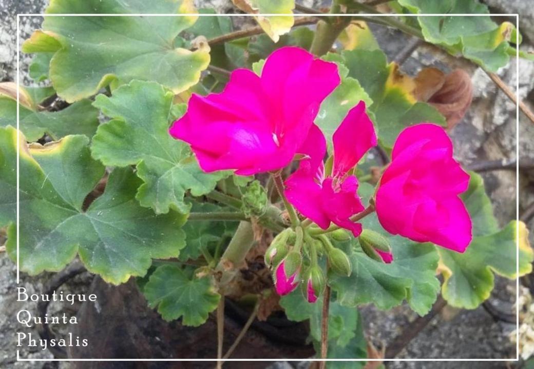 Boutique Quinta Physalis * Fenais da Luz