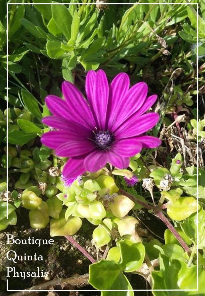 Homestay Boutique Quinta Physalis