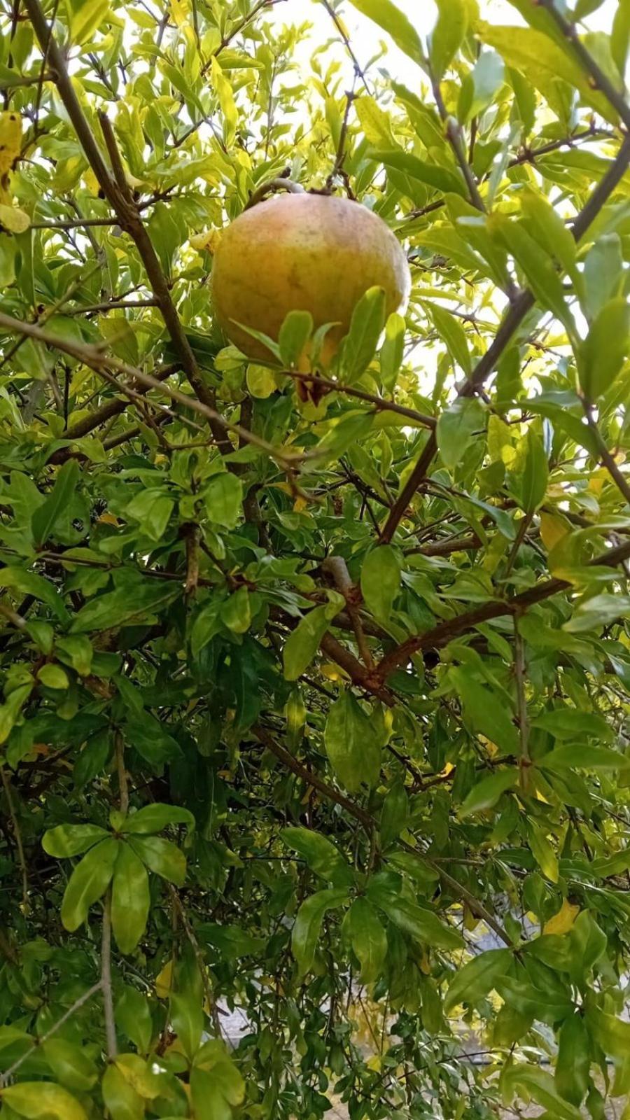 Quinta Da Tranquilidade * Sesimbra