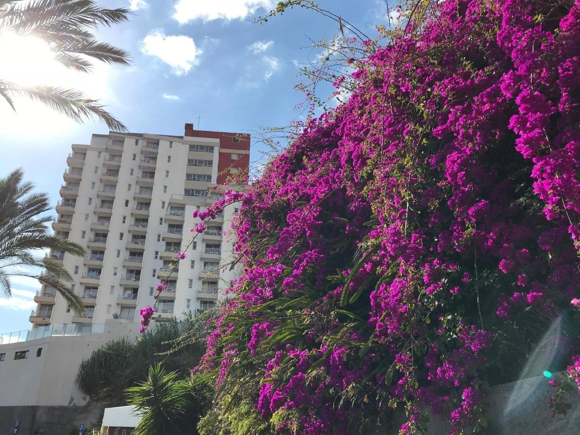 Fuer 4 Personen Ca 15 M In So Martinho, Madeira Suedkueste Von Madeira Apartment Funchal (Madeira)