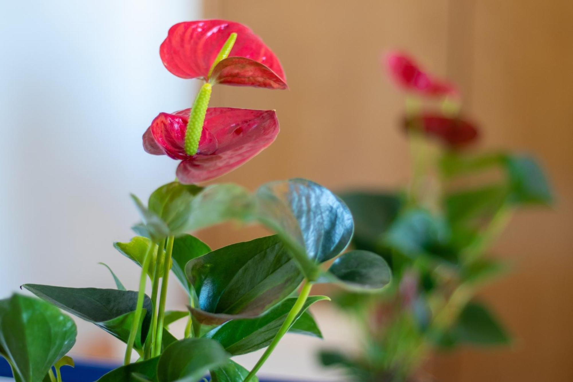 Hotel Maritur - Adults Only Albufeira