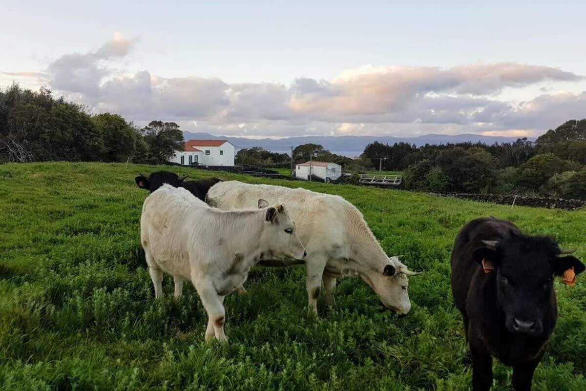 Liiiving In Acores - Ocean View House Holiday home Canto da Areia