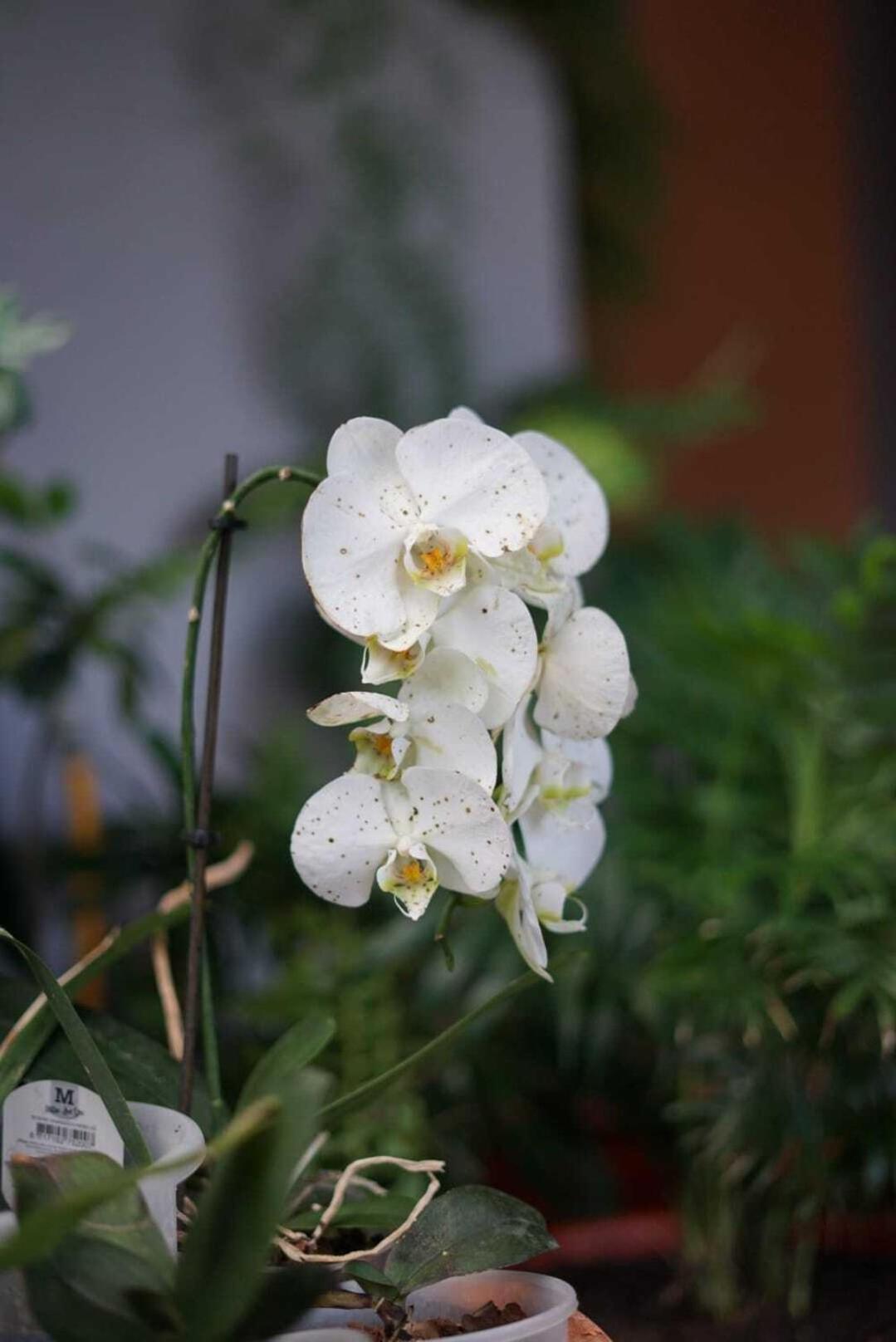 Guest house Gardens *