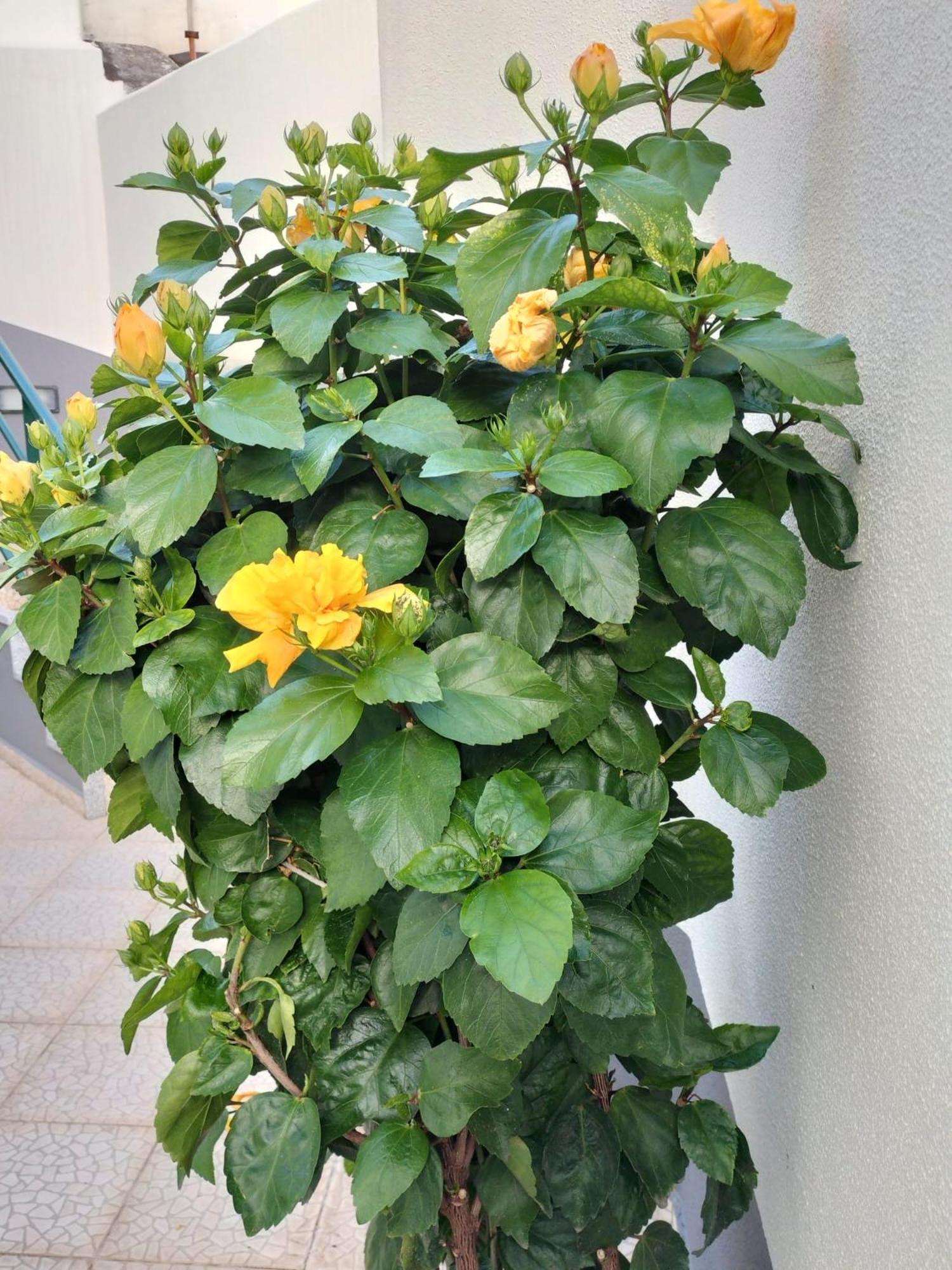 Hortasol B Apartment Funchal (Madeira)