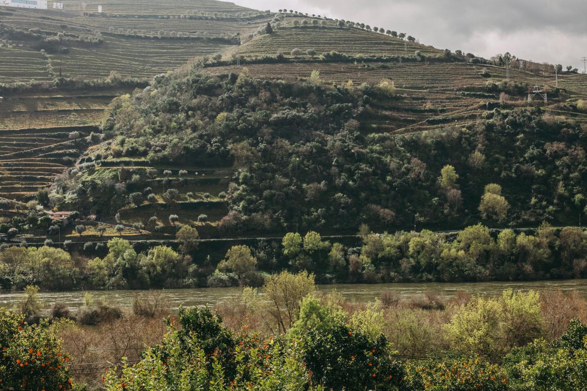Torel Quinta Da Vacaria - Douro Valley Hotel