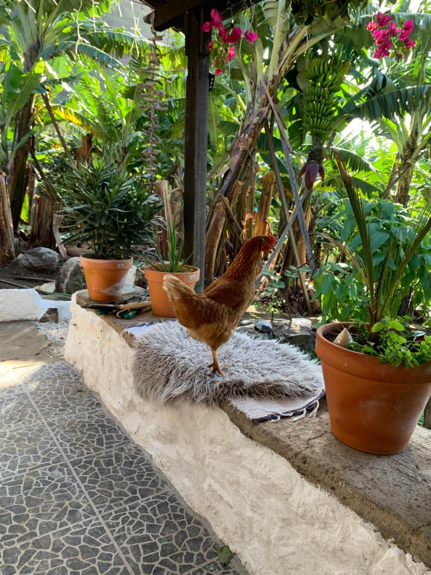 Homestay Pico Paraiso Madeira