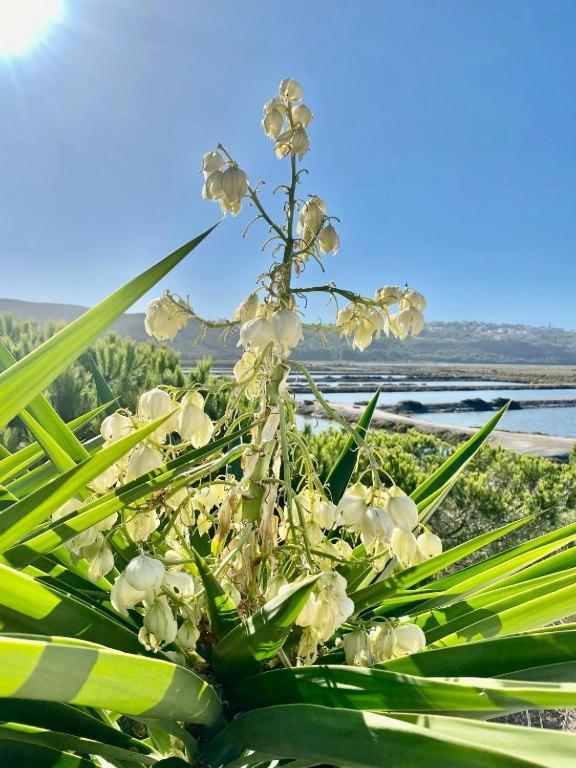 Herdade D'amoreira Rosmaninho