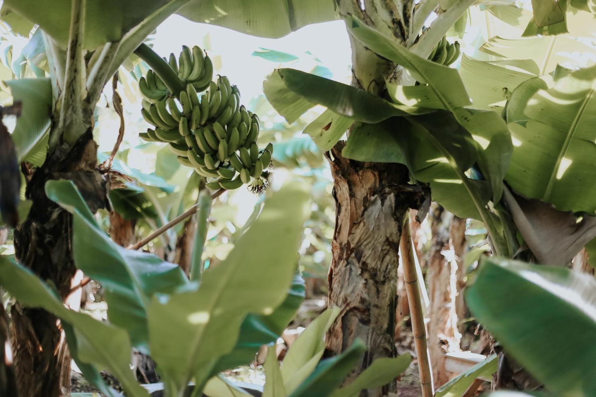 Banana Eco Camp