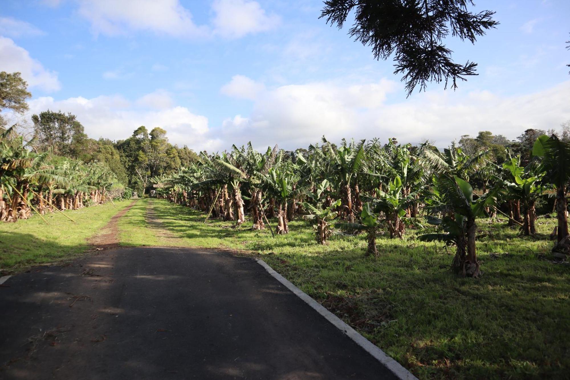 Banana Eco Camp *