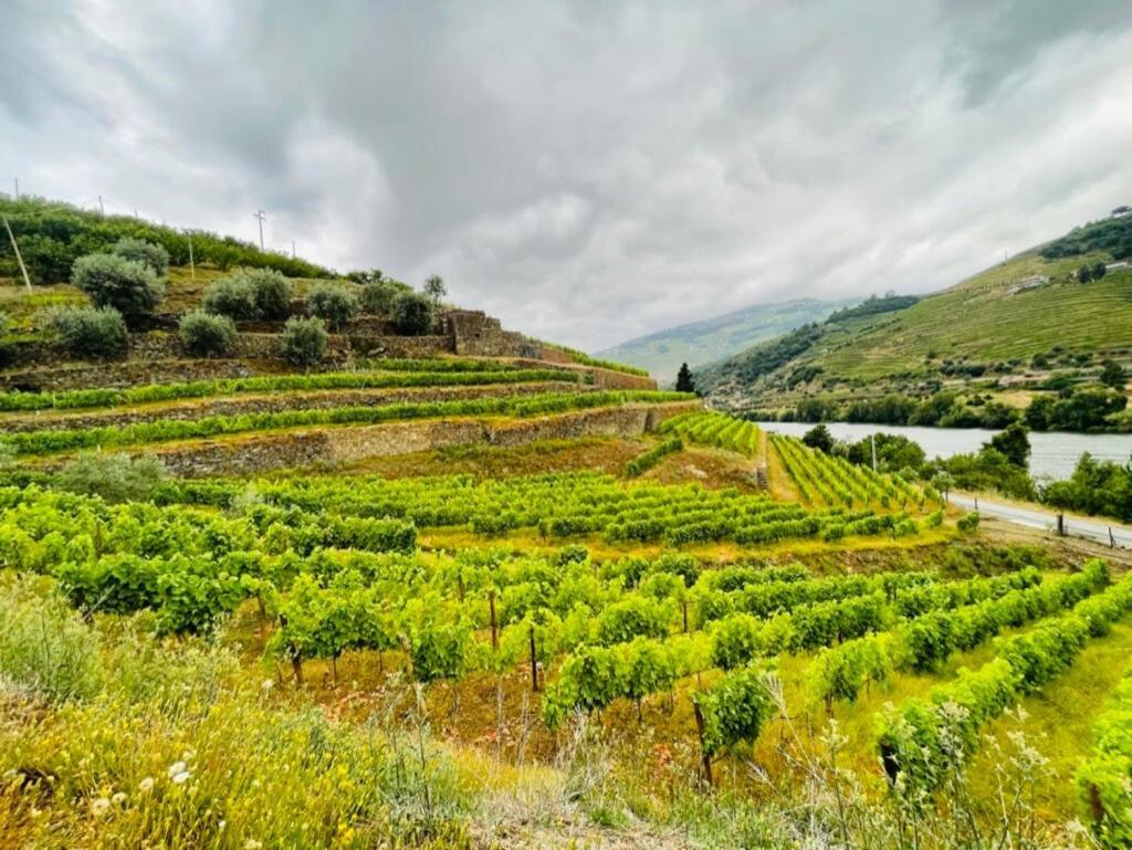 Historic Douro Valley Quinta Holiday home