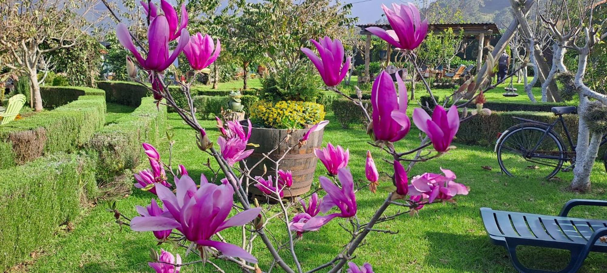 Granny's Farm Country house Sao Vicente (Madeira)